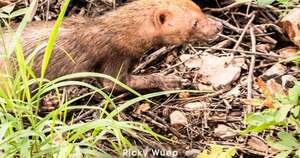 Diario HOY | Avistan animal considerado en peligro de extinción