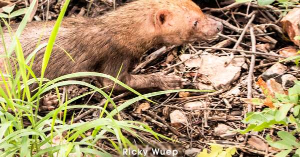 Diario HOY | Avistan animal considerado en peligro de extinción