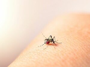 Franja pediátrica, la más afectada por casos de dengue - Unicanal
