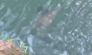 Borracho entró al agua y murió asfixiado
