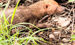 Avistamiento histórico de especie en peligro en parque nacional paraguayo - OviedoPress