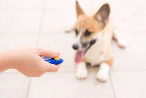 Adiestramiento con clicker: la técnica más efectiva para enseñar a tu mascota  - Mascotas - ABC Color