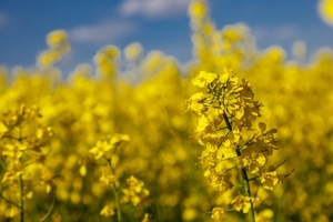 Paraguay albergará su primer simposio de canola