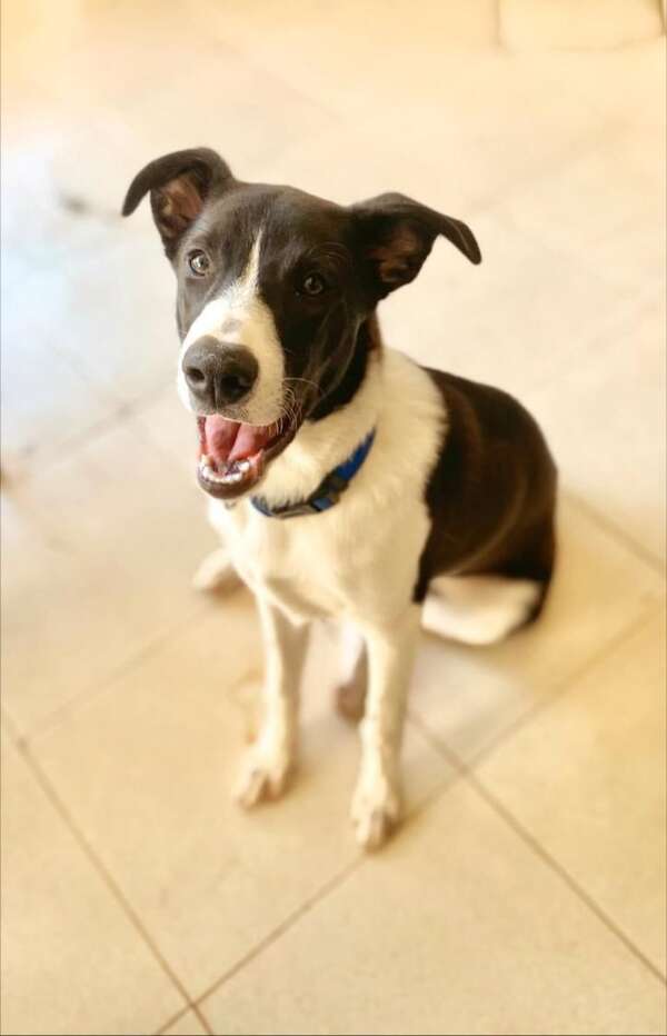 Max - Encontrá a tu mascota - ABC Color