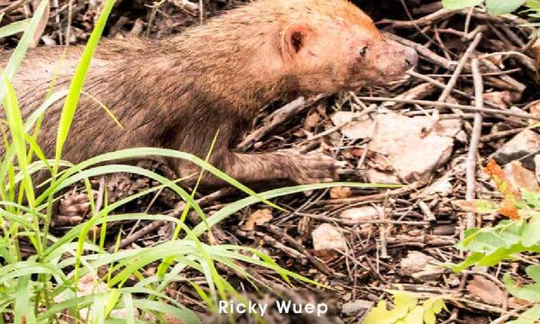 Avistan animal considerado en peligro de extinción – Prensa 5
