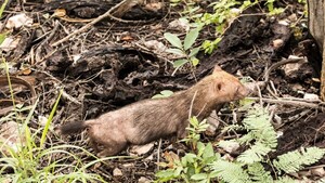 Logran fotografiar al jagua yvyguy, el animal más escurridizo
