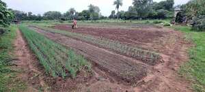 Lluvias caídas en Misiones no mejoran la producción agrícola ni aumenta el caudal del río Tebicuary - Nacionales - ABC Color