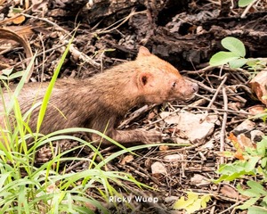 REPORTAN AVISTAMIENTO DE JAGUA YVYGUY, CATALOGADO COMO EN PELIGRO DE EXTINCIÓN EN PARAGUAY