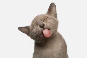 ¿Sabías que los gatos reconocen su nombre pero deciden ignorarte? Lo dice la ciencia - Mascotas - ABC Color