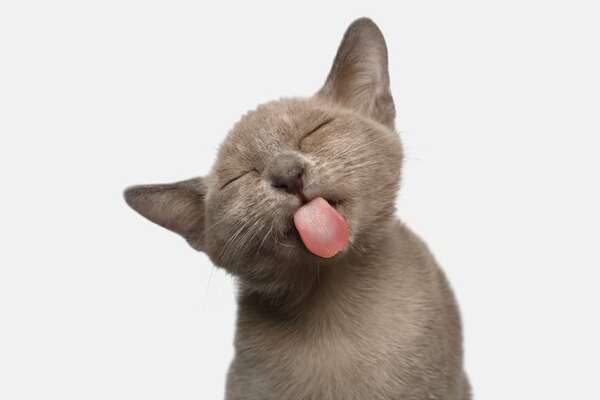 ¿Sabías que los gatos reconocen su nombre pero deciden ignorarte? Lo dice la ciencia - Mascotas - ABC Color