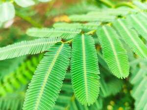 Jurema preta, una planta que se pone a prueba contra la depresión en Brasil - Ciencia - ABC Color