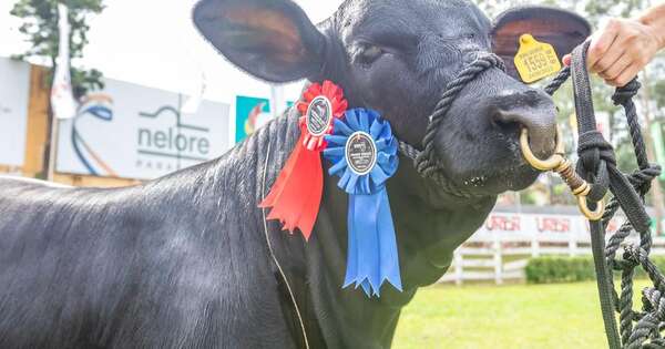 La Nación / Expo Nacional de Otoño Brangus iniciará el miércoles con más de 783 animales inscriptos