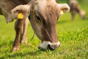 Especialista insta a profesionalizar el uso de semillas forrajeras en el Paraguay | Agronegocios | 5Días