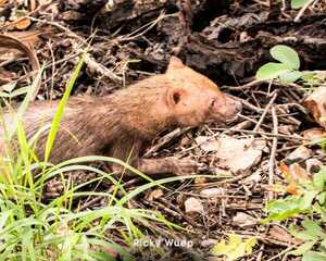 Logran visualizar jagua yvyguy en el Parque Nacional Serranía San Luis - Unicanal