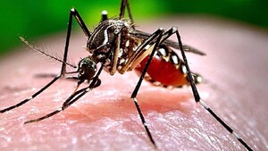 Niños de 5 a 14 años son los más afectados por el dengue