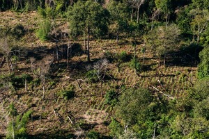 SENAD y CODI desarticulan centros de acopio de marihuana en el Bosque Mbaracayú - 1000 Noticias