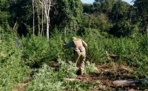 Destruyen más de 100 hectáreas de marihuana en Reserva del Mbaracayú