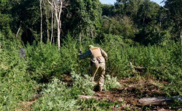 Destruyen más de 100 hectáreas de marihuana en Reserva del Mbaracayú