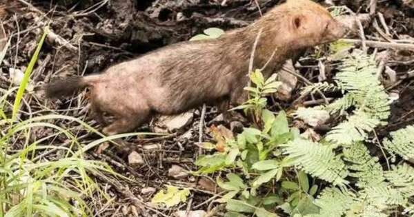La Nación / Avistamiento de jagua yvyguy: preocupa condiciones de salud de la especie, afirma bióloga