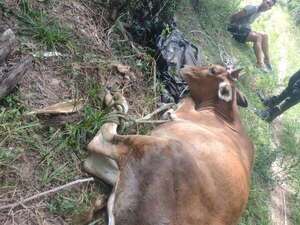 Abigeo transportaba una vaca robada en la cajuela de un vehículo - Policiales - ABC Color