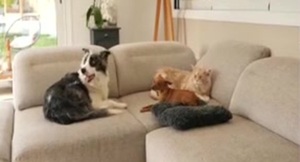 Consejos para cuidar a tu mascota en otoño e invierno, según la Dra. Natali Pereira - SNT