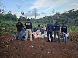  DESTRUYEN 5 HECTÁREAS DE MARIHUANA EN ALTO VERÁ 