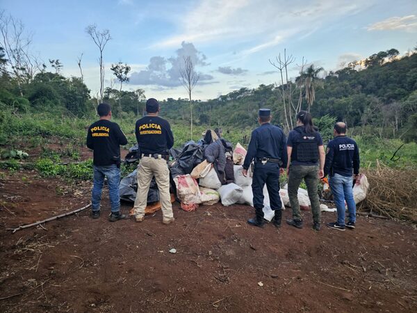 DESTRUYEN 5 HECTÁREAS DE MARIHUANA EN ALTO VERÁ