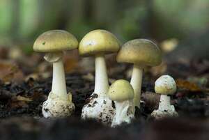 Una cena fatal con hongos tóxicos en Australia va a juicio - Mundo - ABC Color