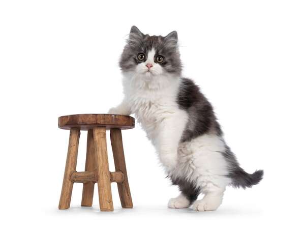 Cómo prevenir parásitos en perros y gatos sin usar químicos agresivos - Mascotas - ABC Color