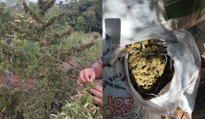 Destruyen cinco hectáreas de marihuana de alta potencia en operativo en Alto Verá