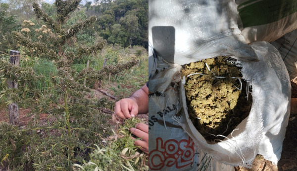 Destruyen cinco hectáreas de marihuana de alta potencia en operativo en Alto Verá