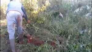 Video: Productores de yerba de Itapúa destruyen sus cultivos por falta de precio fijo - Policiales - ABC Color