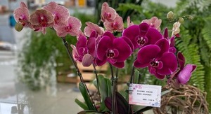 Feria de Orquídeas se realizará del 12 al 18 de mayo frente al campus de la UNA - San Lorenzo