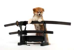 Mirá estas razas de perros japoneses: guardianes con espíritu samurái - Mascotas - ABC Color
