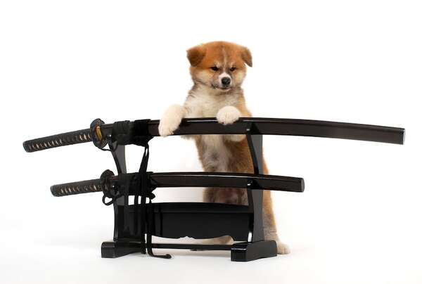 Mirá estas razas de perros japoneses: guardianes con espíritu samurái - Mascotas - ABC Color
