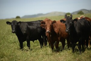 Simposio de Pasturas Tropicales, negocio ganadero y mercado de reproductores