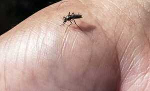 DENGUE: LA FRANJA MÁS AFECTADA ES LA DE ENTRE 5 A 14 AÑOS