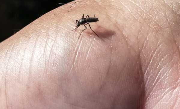 DENGUE: LA FRANJA MÁS AFECTADA ES LA DE ENTRE 5 A 14 AÑOS