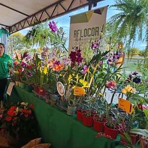 Viveros de Cabañas Caacupé: turismo y regalos para el Día de la Madre - Nacionales - ABC Color