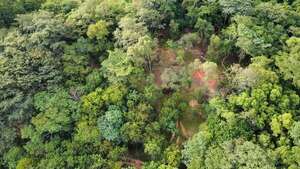 San Ignacio: denuncian supuesta tala indiscriminada de árboles nativos - Nacionales - ABC Color