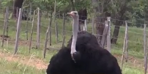Granja de avestruces en Nueva Colombia cría al ave más grande del mundo - SNT