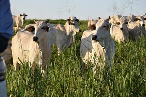 Uso eficiente del pasto en la recría tiene impactos significativos en el resultado económico ganadero