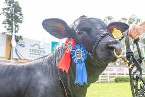 Nacional Brangus comienza con 783 animales y pistas “muy competitivas”