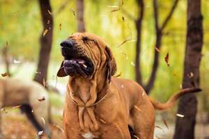 ¿Por qué estornuda tanto mi perro?: cuándo ir al veterinario - Mascotas - ABC Color