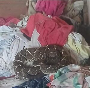 ¡Apareció entre las ropas! Jarara causa gran susto en aldea indígena del Chaco