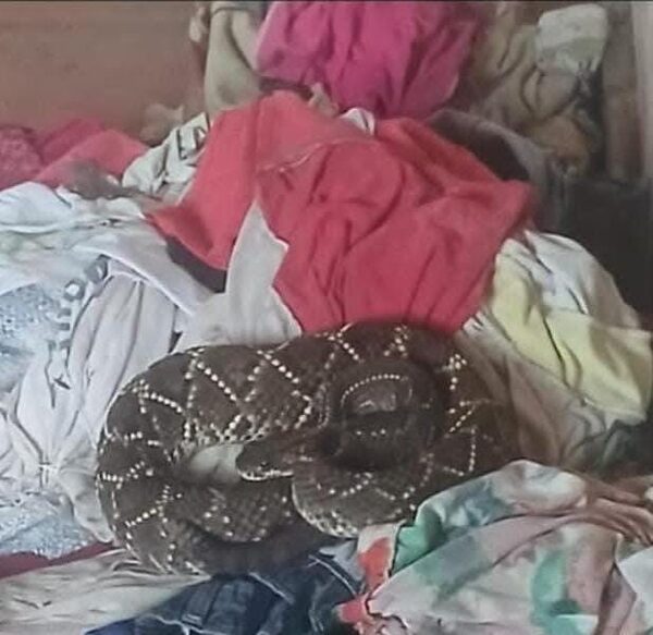 ¡Apareció entre las ropas! Jarara causa gran susto en aldea indígena del Chaco