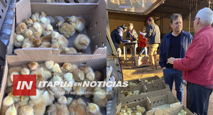 MUNICIPALIDAD DE HOHENAU ENTREGA POLLITOS A MÁS DE 300 FAMILIAS