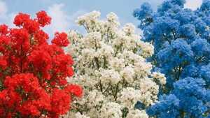 Crearán corredor floral con la bandera de Paraguay en Pilar