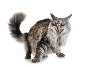 Agresividad en gatos: causas y cómo corregirla sin castigos - Mascotas - ABC Color