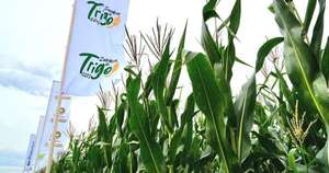 La Nación / Oficializan el lanzamiento de la campaña nacional de siembra de trigo 2025